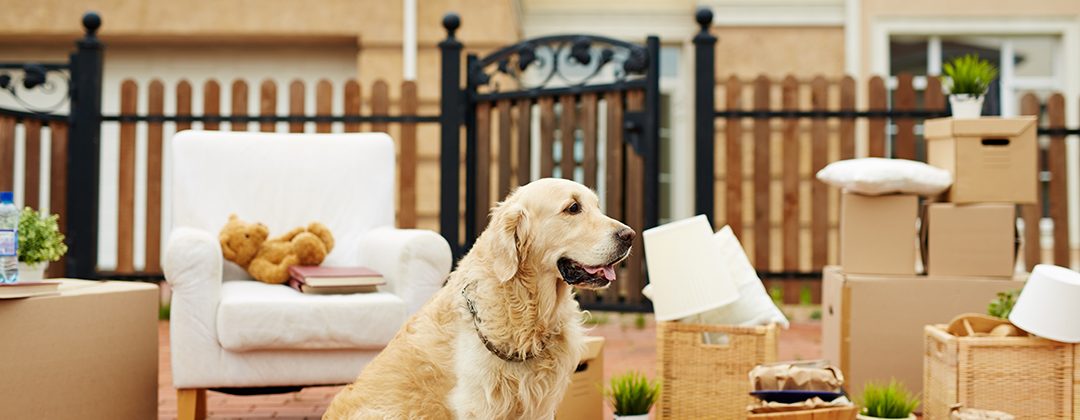 Pet proofing your property